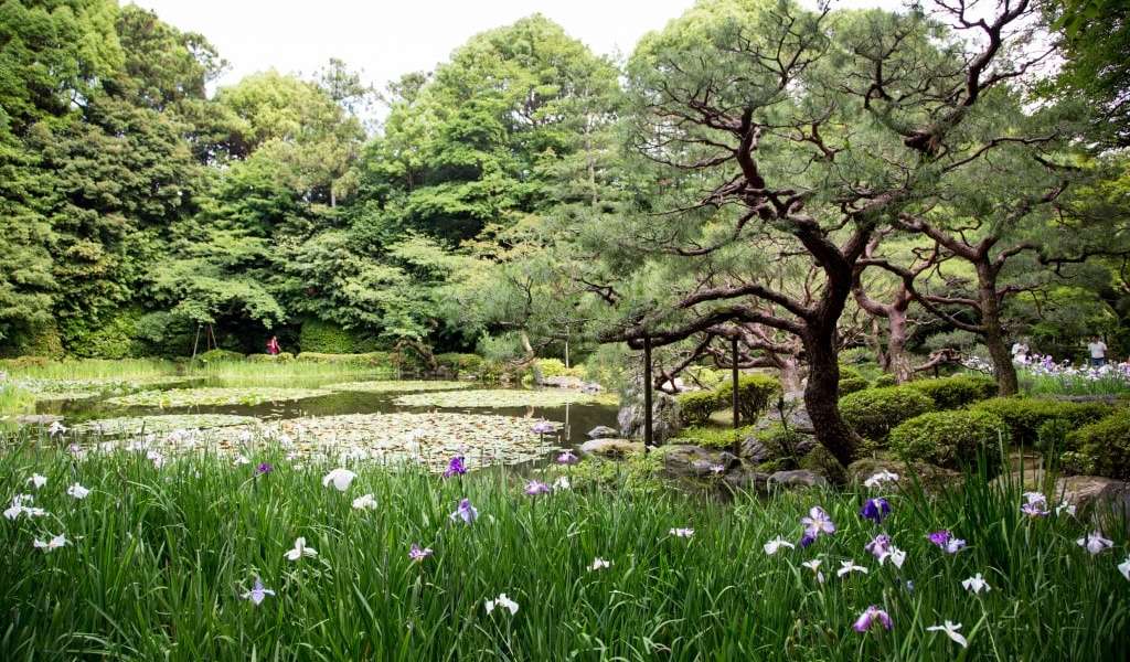 Pond at Heijan-jingu shrine garden, with blooming white and purple iris flowers in front