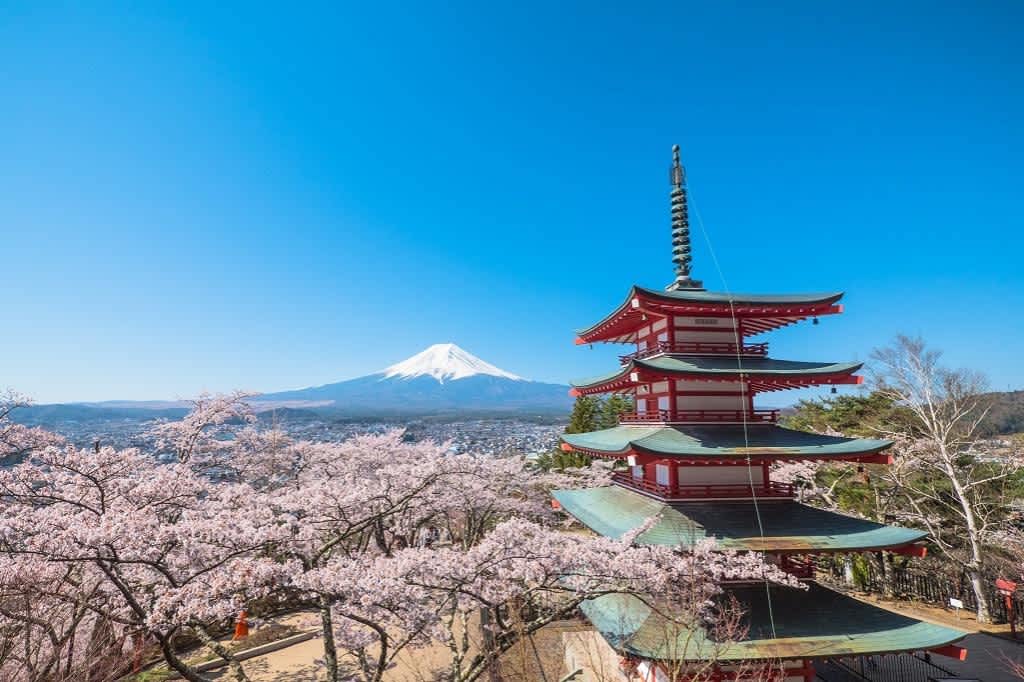 Beautiful japan temple in blossoming sakura garden, pink cherry