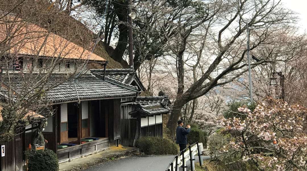 Mount Yoshino: Where cherry blossoms meet spirituality | Blog