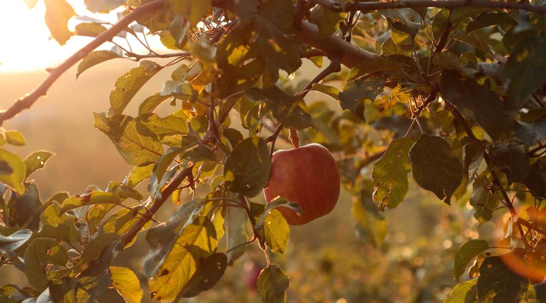 8 Things To Do in Aomori, Japan’s Arty Apple Prefecture Blog Travel