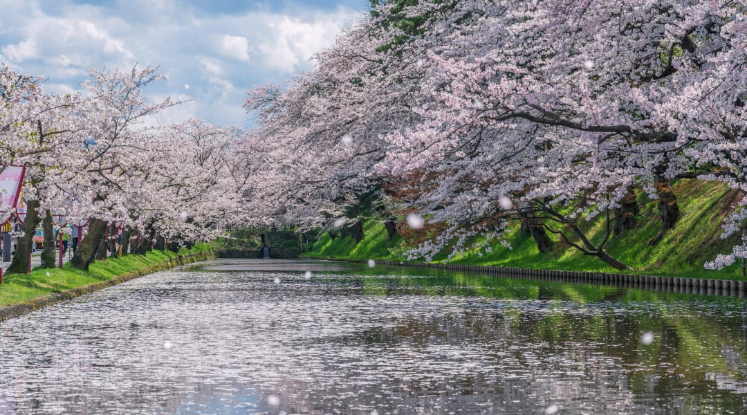 Spring Is In The Air Japan S 2020 Cherry Blossom Forecast