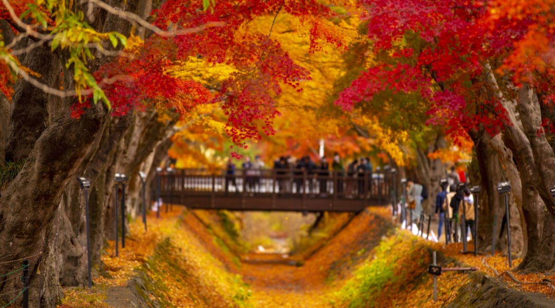 Fall Foliage Japan 2025 Hatty Marney