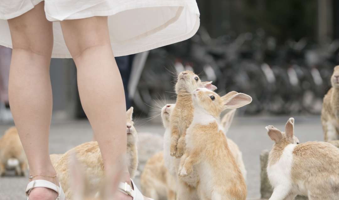 a group of rabbits sitting on their back legs around a woman's legs