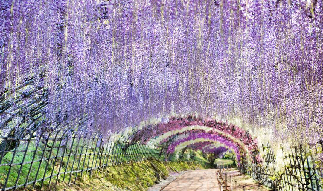 a trellis tunnel covered in purple hanging flowers