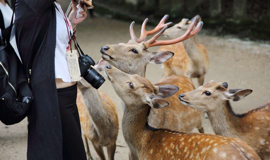person surrounded by several spotted deer