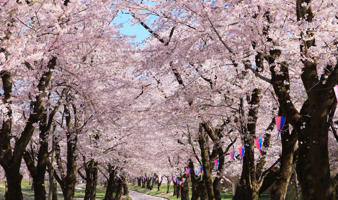 a path lined with pink blossoming trees