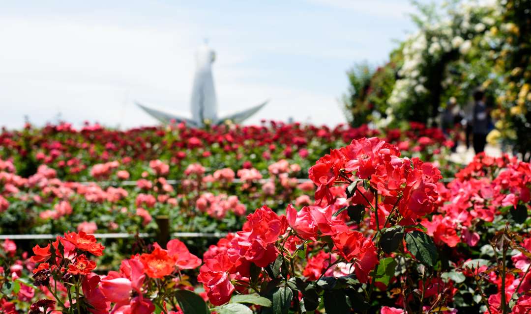 pink flowers with tall structure in background