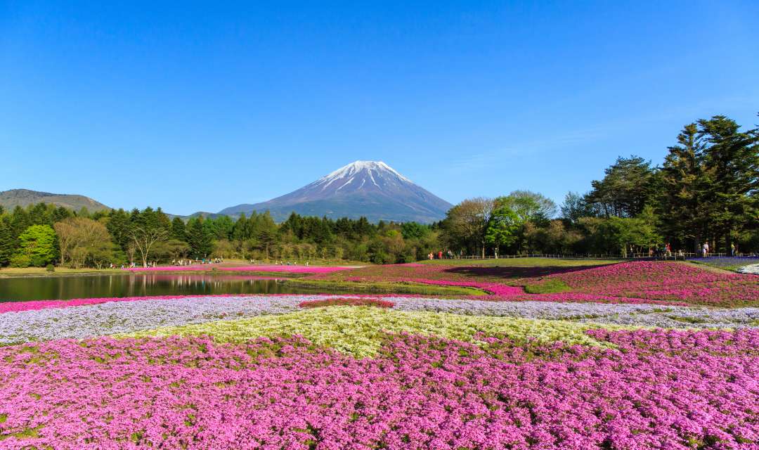 a field of flowers with a snow-capped mountain in the background