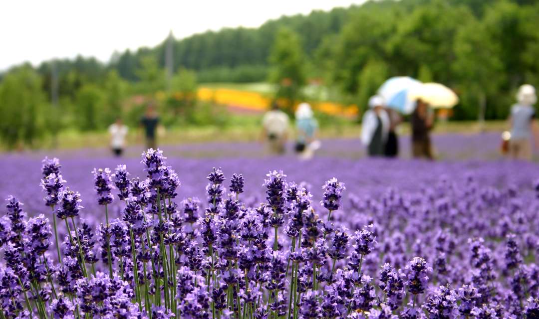 a close up of lavender in a field with blurry people in the background