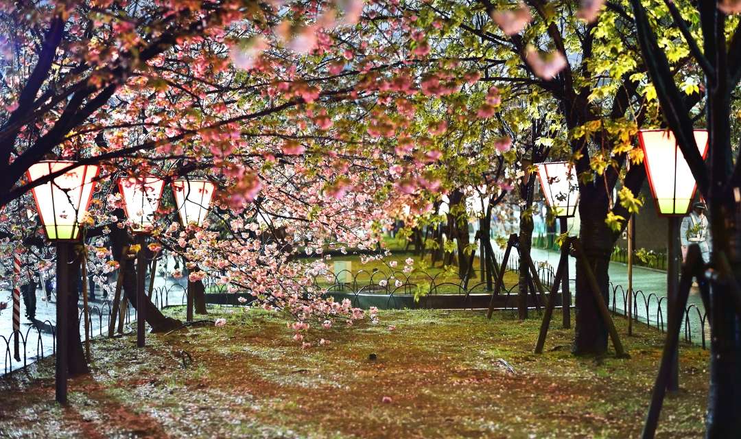 cherry trees at night with lamps nearby