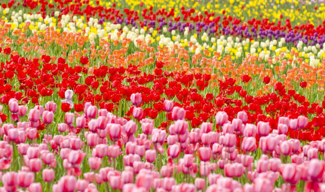 a field of various colors of tulip