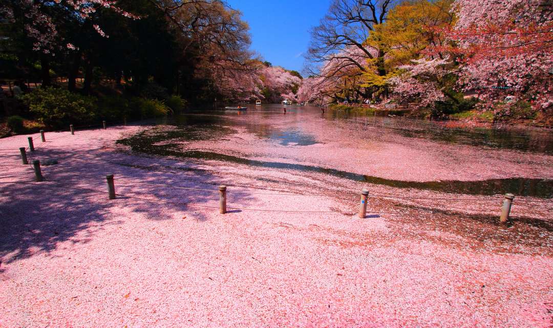 a large pond with a lot of pink flower petals on the surface