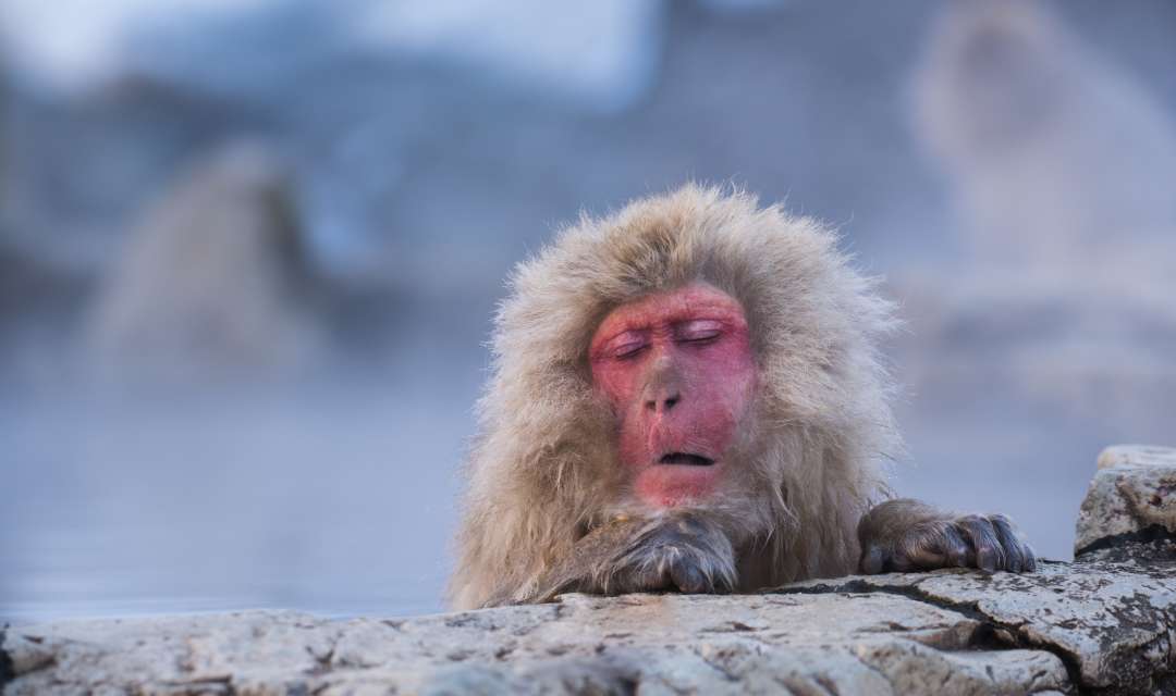 a snow monkey sitting in a steamy onsen