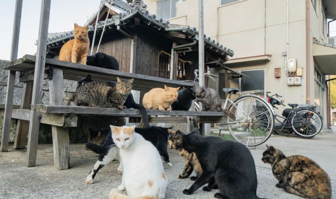 a group of cats sitting on and around a picnic table in front of buildings