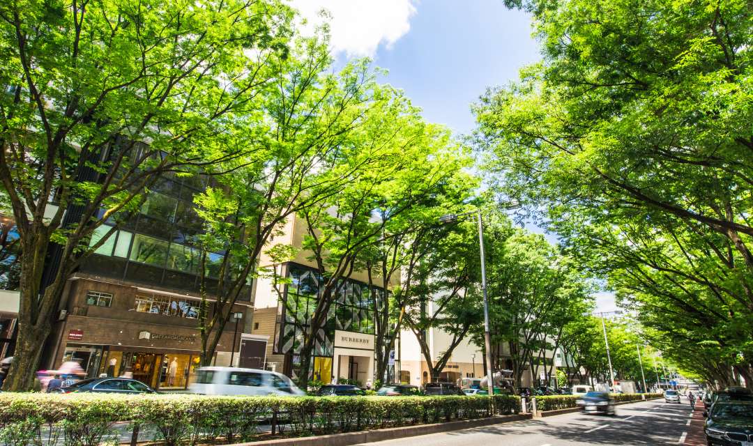 tree-lined road on a sunny day