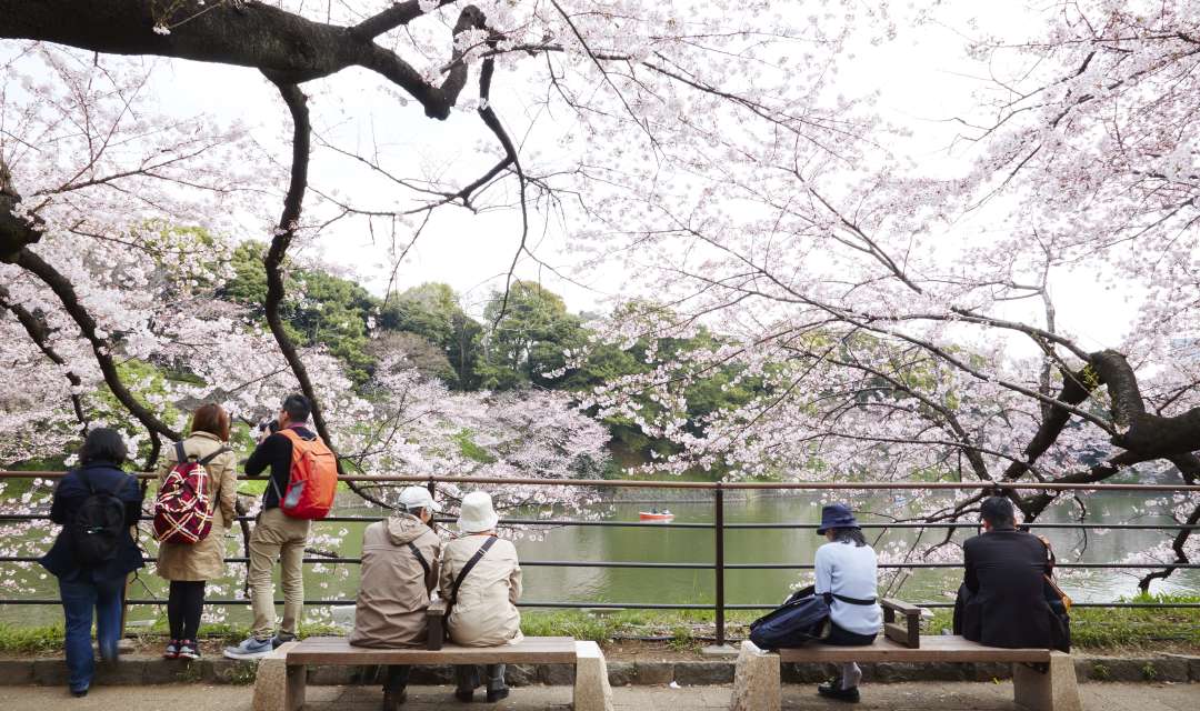 people sitting under a cherry tree looking out across water