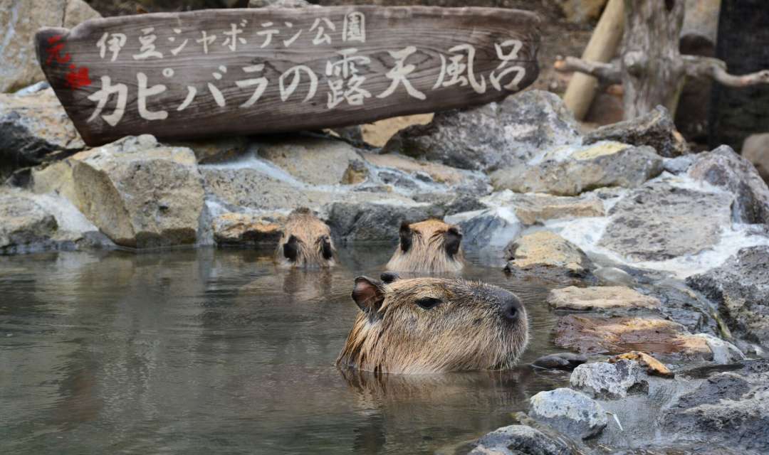 three capybara bathing in water surrounded by rocks