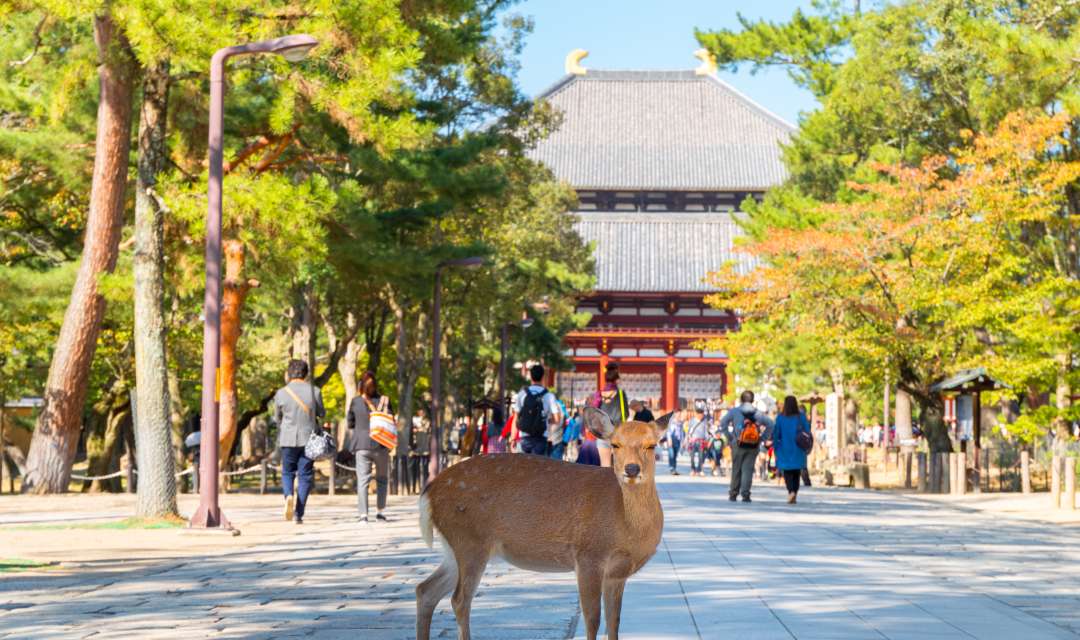 a deer standing on a path with a temple in the background