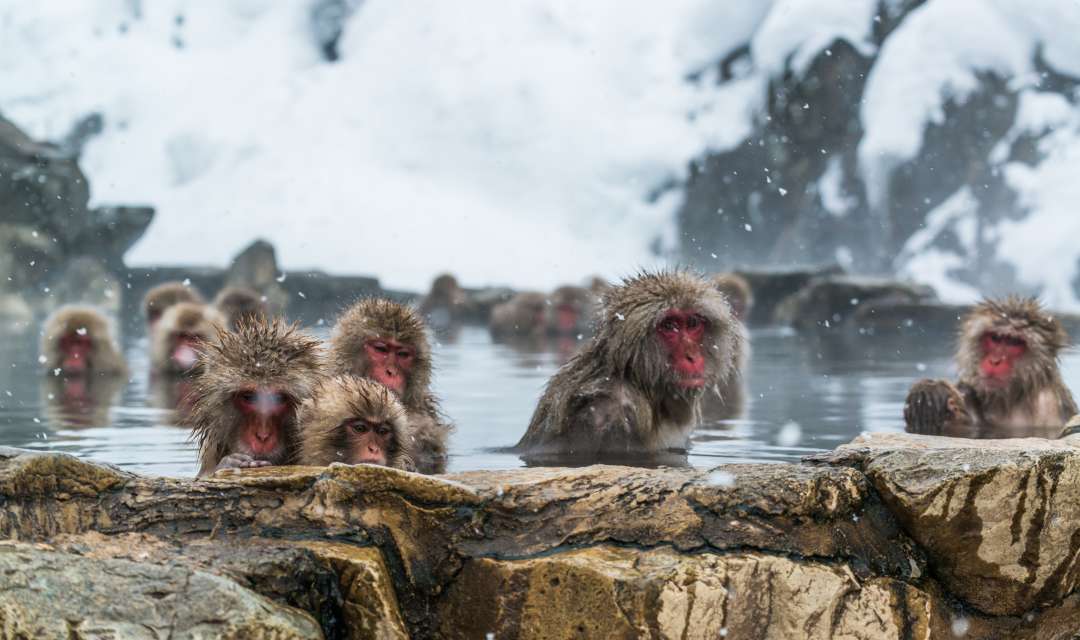 monkeys sitting in an onsen on a snowy day