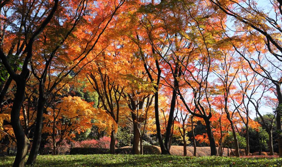 colorful autumn trees in a park