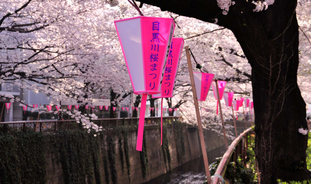 cherry tree overhanging a river with a pink and white lantern hanging from branch