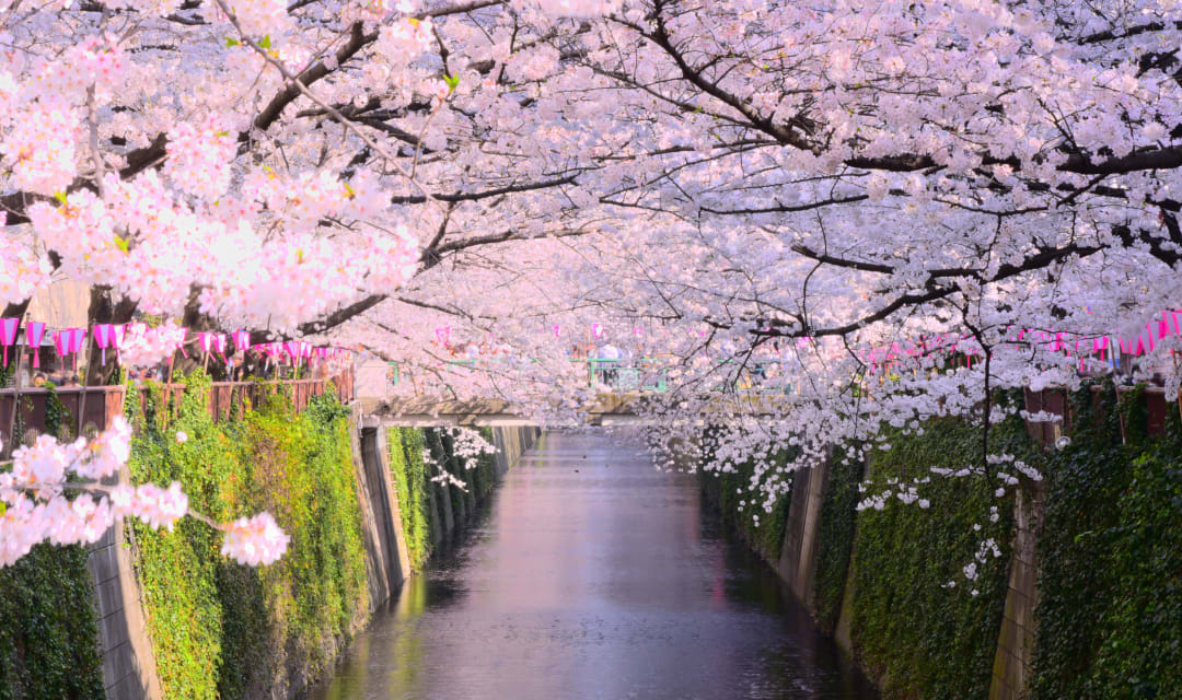 river with mossy walls and pink cherry trees either side