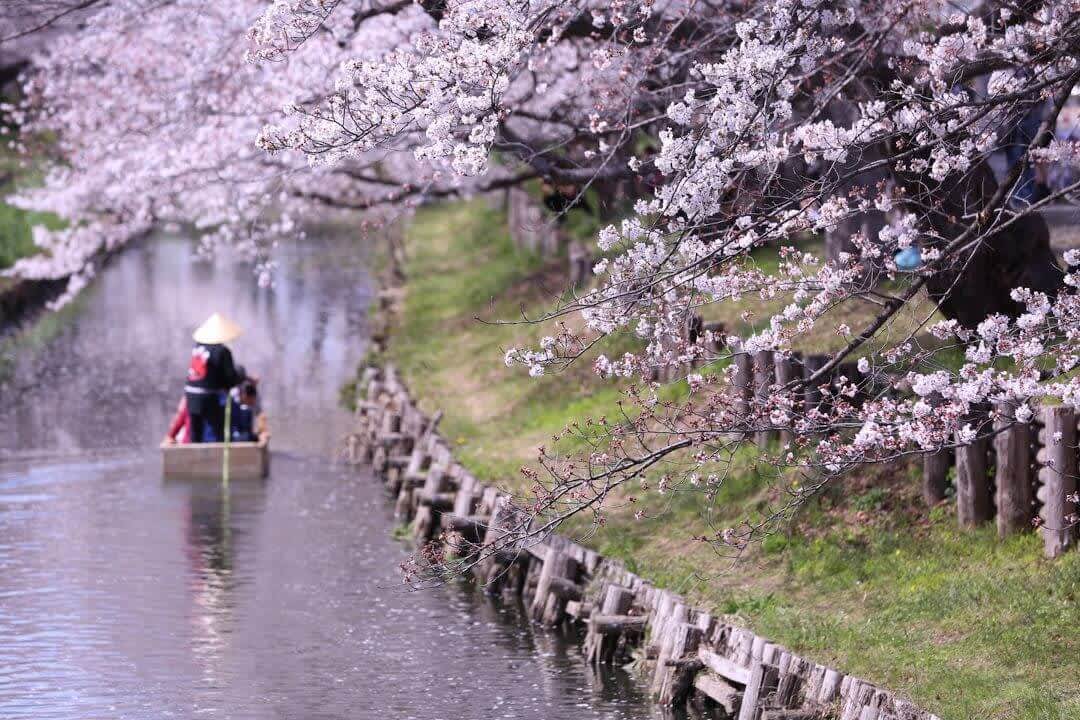 A boat on the sakura-lined Shingashi River in Kawagoe, Saitama Prefecture in spring