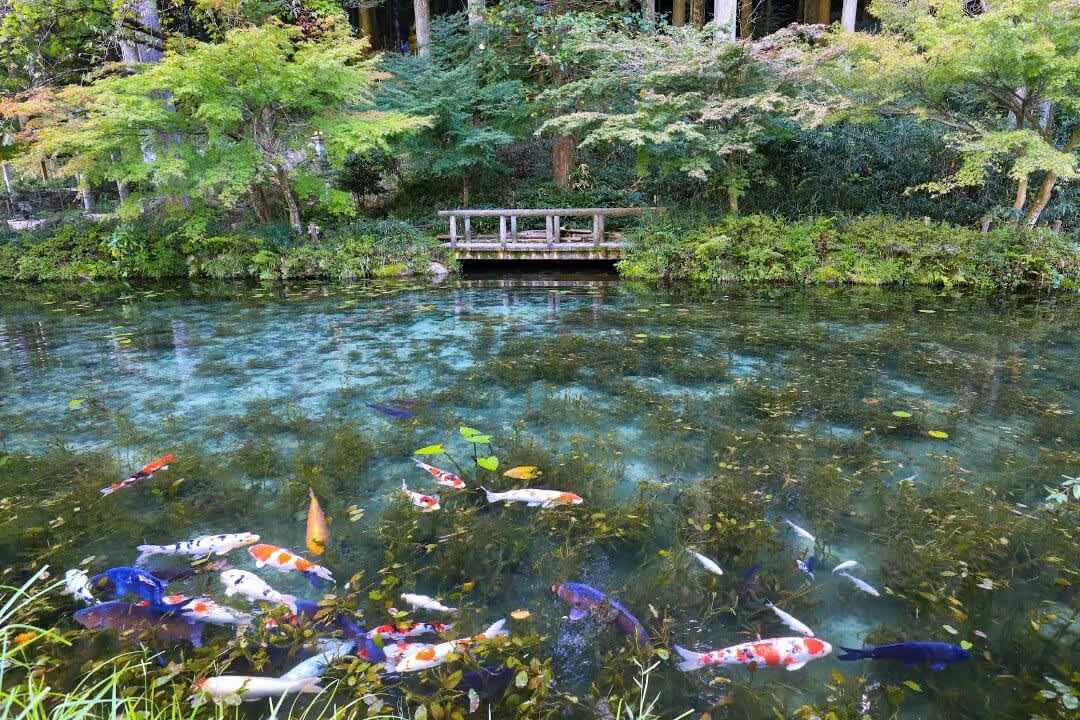 Colourful Japanese carp in a clear pond with a bridge and greenery in the background at Monet’s Pond, Gifu Prefecture