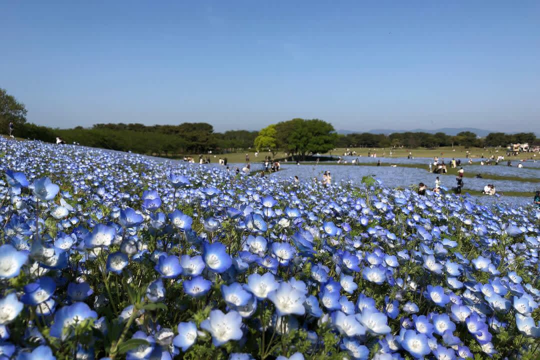 Field of nemophila on Flower Hill at Uminonakamichi Seaside Park, Fukuoka City