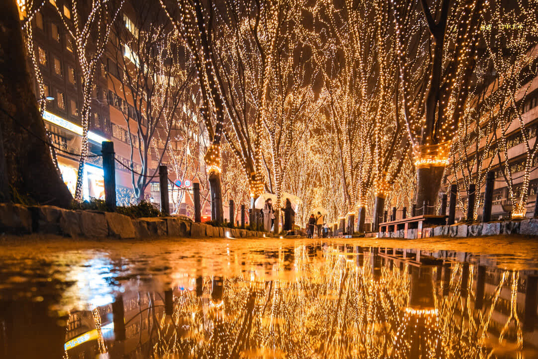 Illuminated trees lining a street at the Sendai Pageant of Starlight, a winter light up event in Miyagi Prefecture.