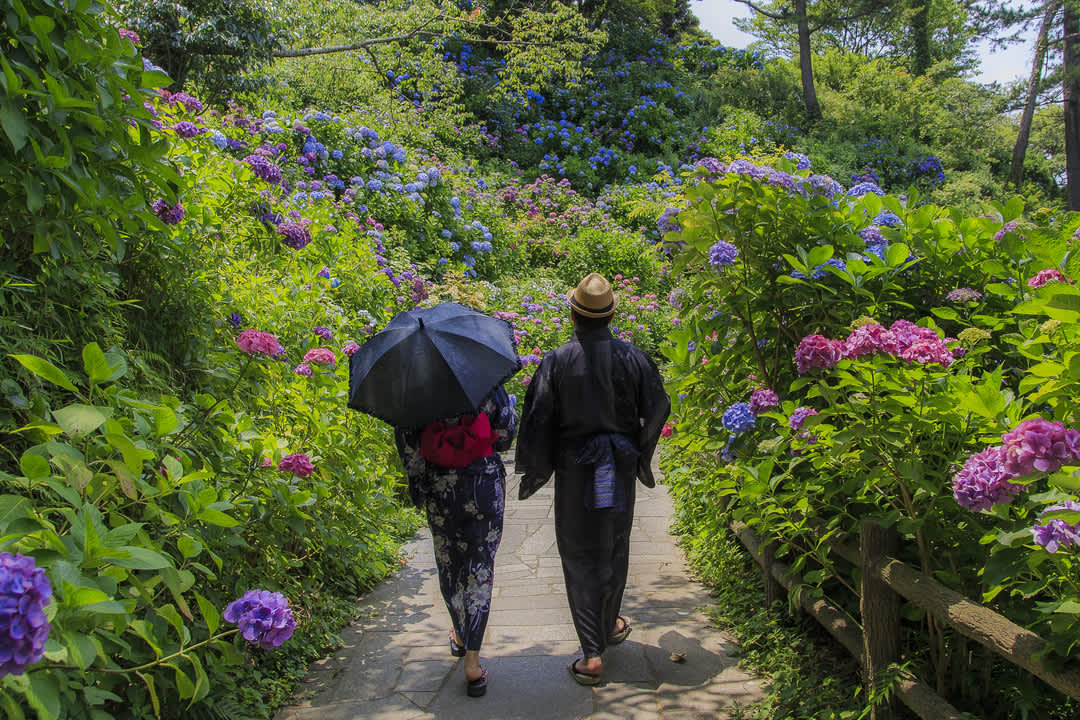 Shimoda Park Hydrangeas