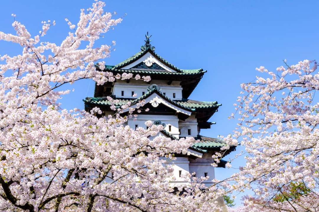 Sakura at Hirosaki Castle Park in Aomori Prefecture