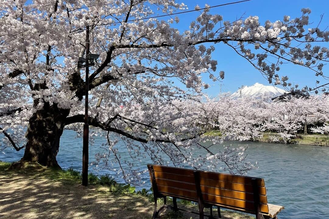 Park bench under a cherry blossom tree in bloom with Mt Iwaki visible in the distance