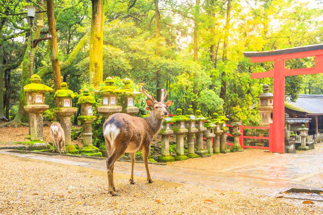 Wild deer in Nara Park, Nara Prefecture.