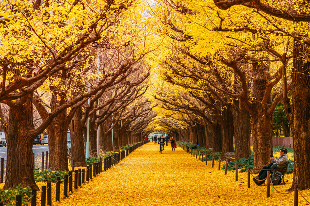 9 spectacular places to see autumn leaves in Japan