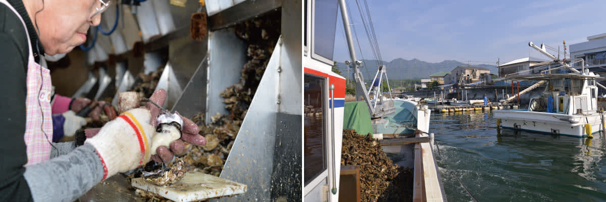 Oyster farmers in Hiroshima