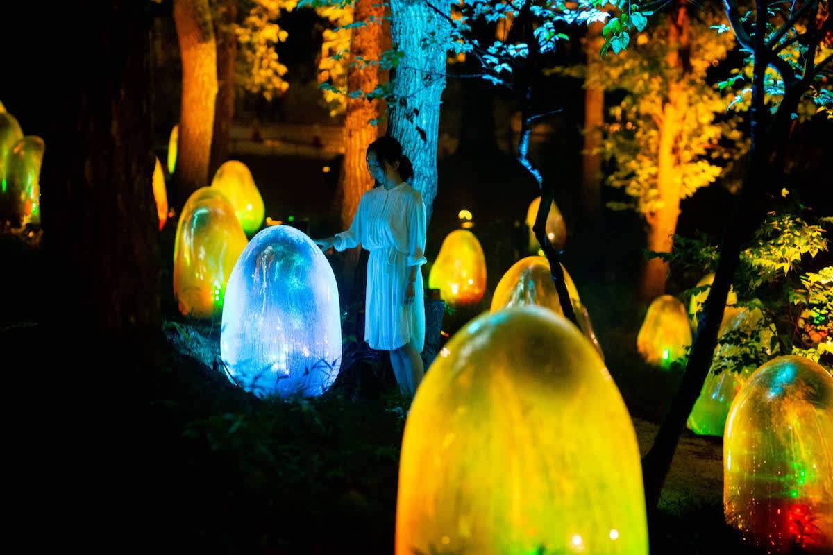 teamlab acorn at night