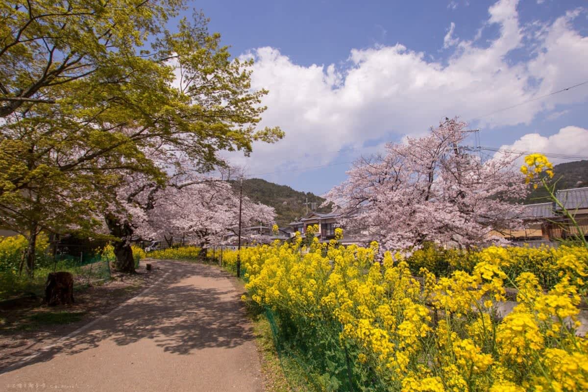 Yamashina Canal, Kyoto in spring