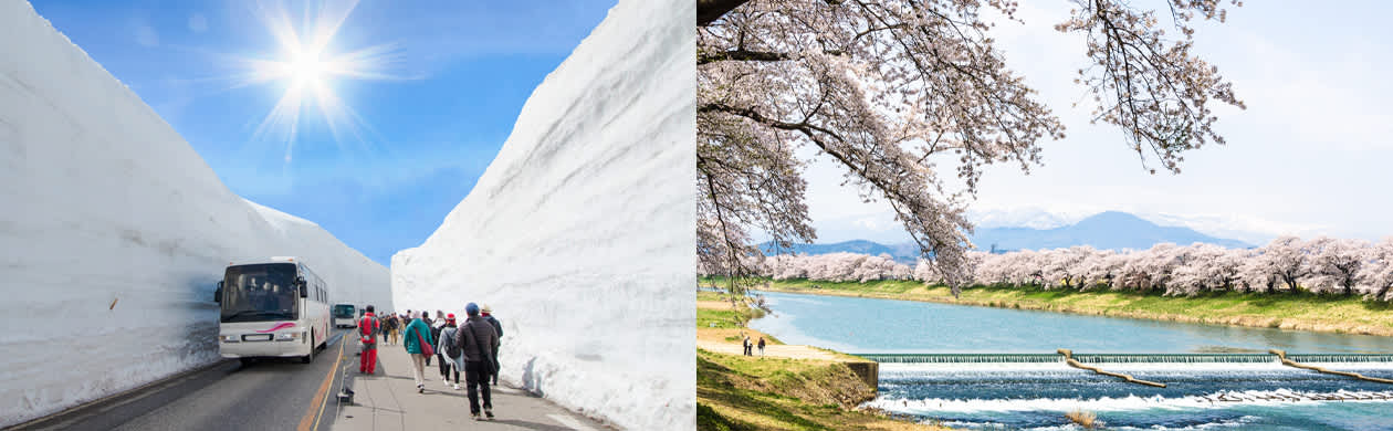 Experience both cherry blossoms and snow on the same day in Tohoku