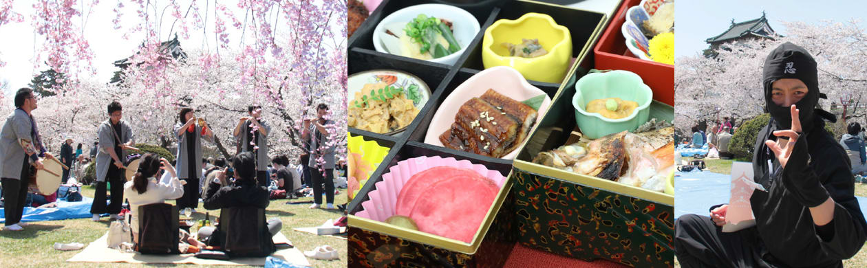 Hassle-free Cherry Blossom Viewing Picnic in Hirosaki