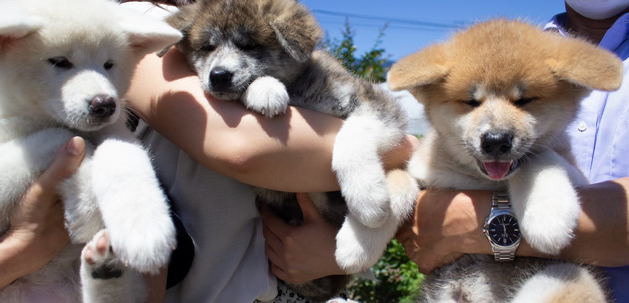 Akita inu harga sales