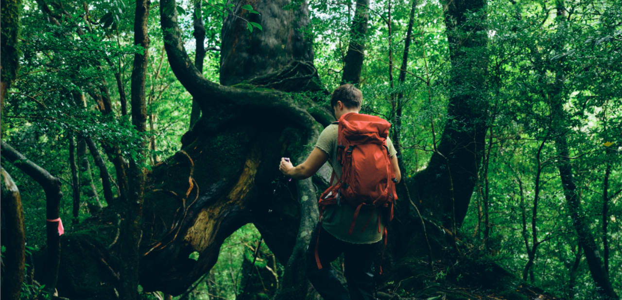 Yakushima S Window To The Past Via The Forest Of Ancient Giants Japan Activities Jnto