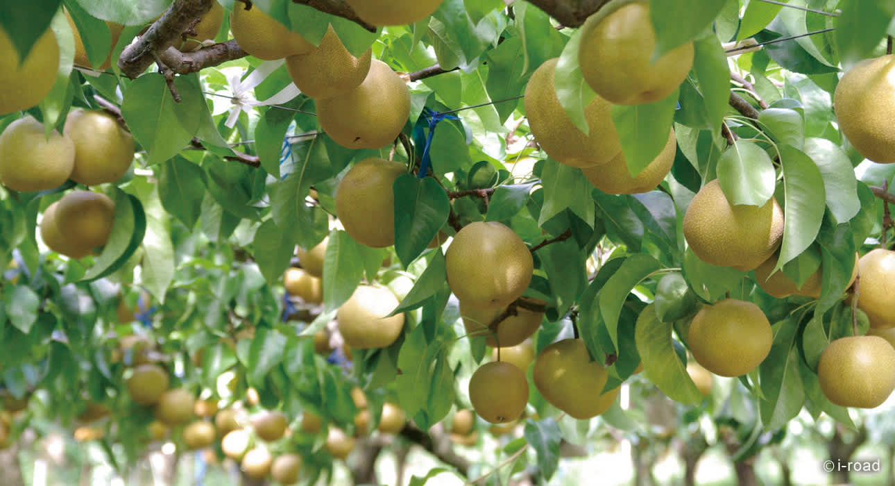 nashi Japanese pears