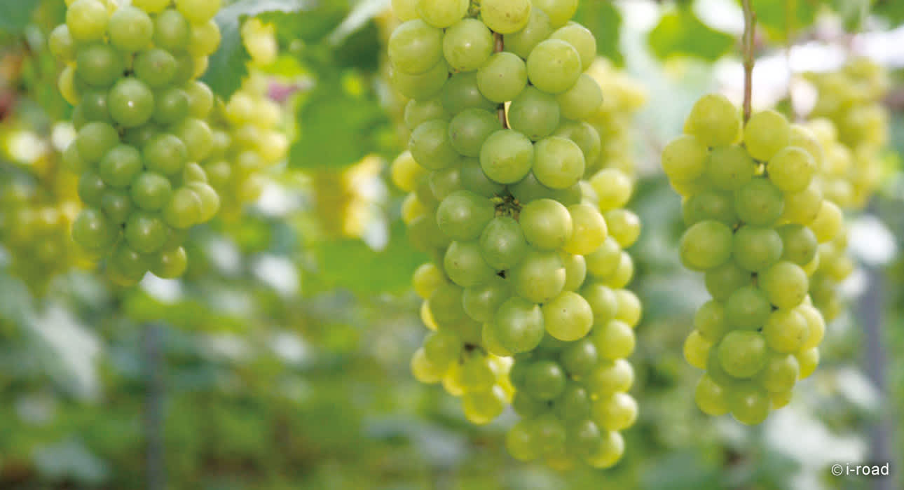 nature of grapes