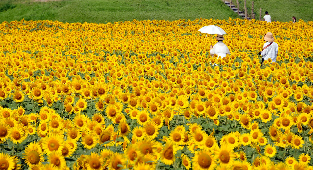 sunflowers blooming in summer