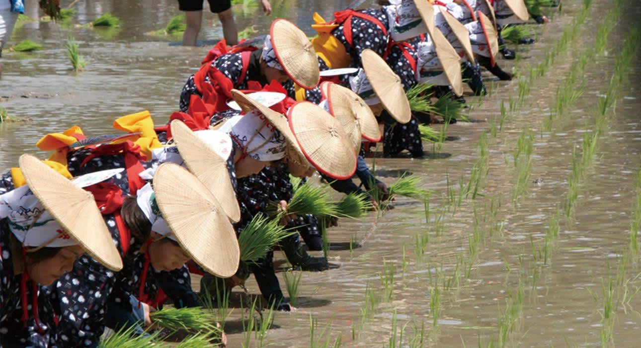 rice-planting in the muddy rice-field