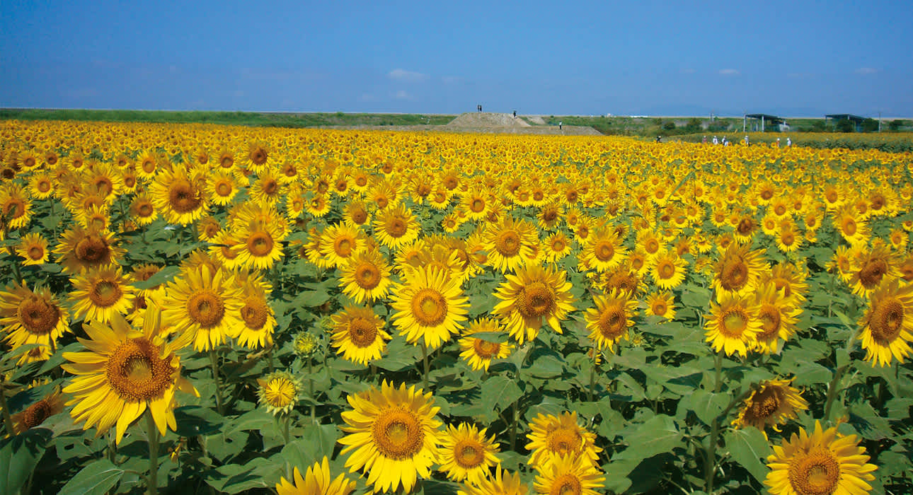 sunflowers blooming in summer