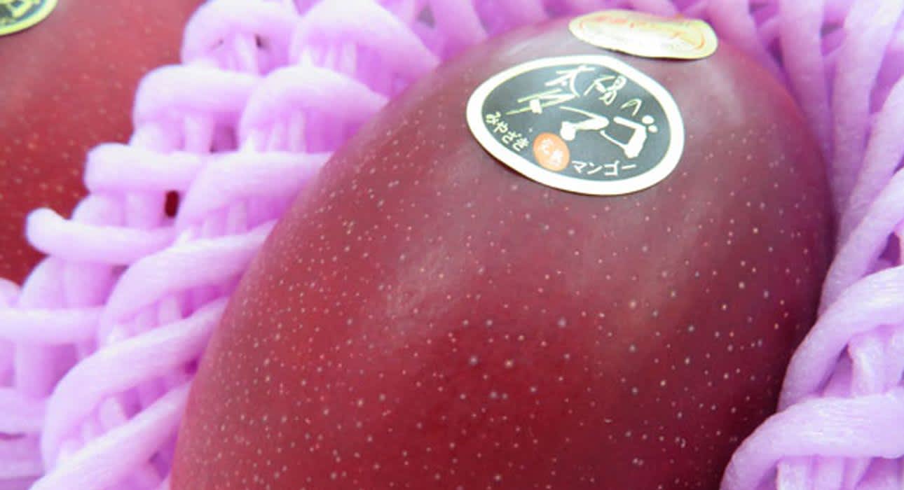 Ripe mango, the queen of tropical fruits