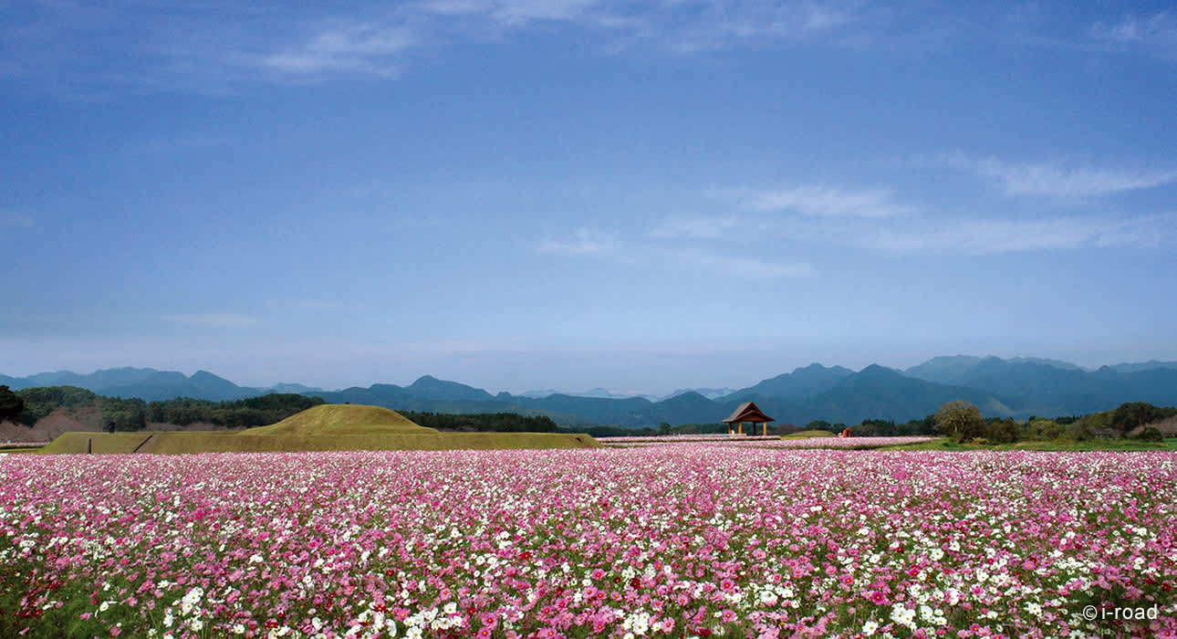 cosmos flowers blooming in Osahozuka and Mesahozuka