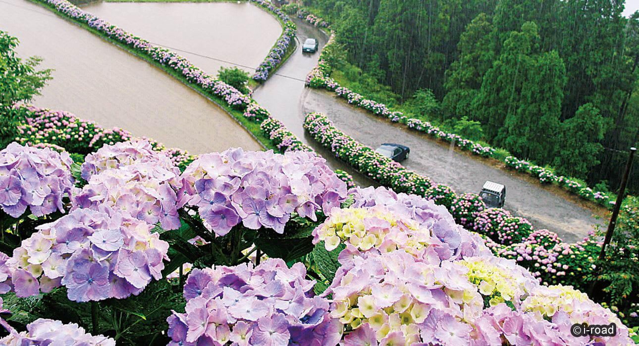 Beautiful Contrast Between Rural Landscape And Shiino Hydrangea Road Travel Japan Jnto